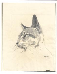 cat-sketch-year-unknown